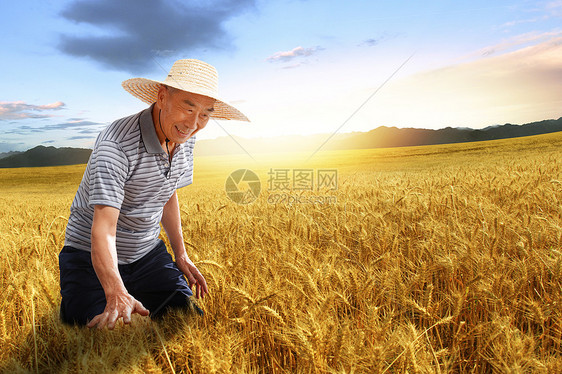 农民站在麦田里用手抚摸麦穗图片
