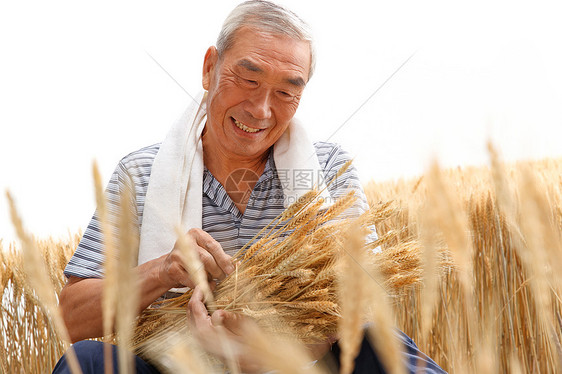 农民在麦田里查看小麦图片
