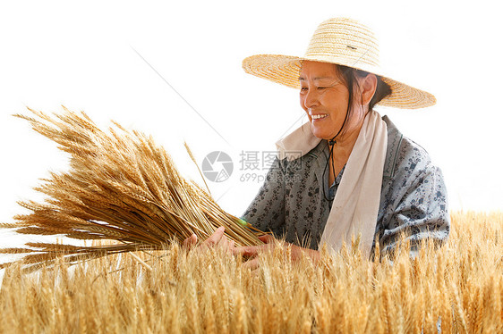 在麦田里劳动的农民图片