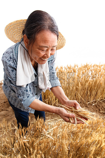 在麦田里劳动的农民图片