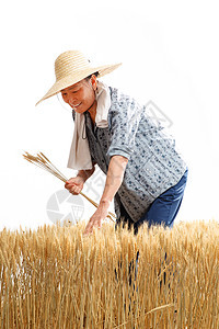 在麦田里劳动的农民图片