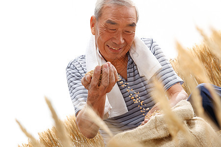 农民用手捧着麦粒图片