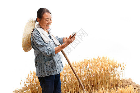 麦田里的农民用手机视频图片