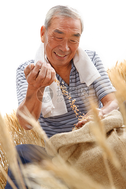 农民用手捧着麦粒图片