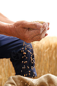 农民用手捧着麦粒图片