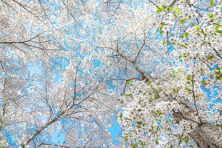 春天浪漫唯美的早春樱花背景图片