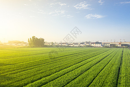 小暑荷花清晨时分的苏北农村稻田背景