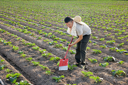 农民在菜园劳作图片