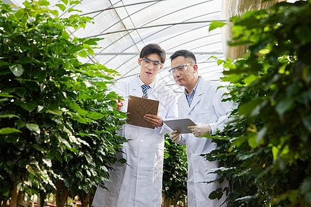 探讨研究植物的农业培育科学家图片