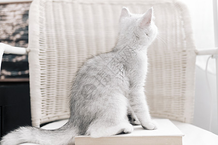 居家看向窗外的可爱银渐层宠物猫图片