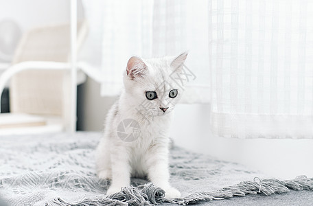 居家白色地毯背景上可爱的白色猫咪白猫背景图片