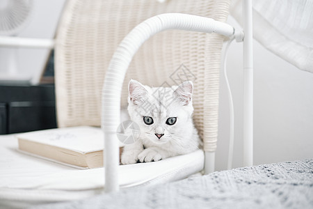 居家白色地毯背景上可爱的白色猫咪白猫图片