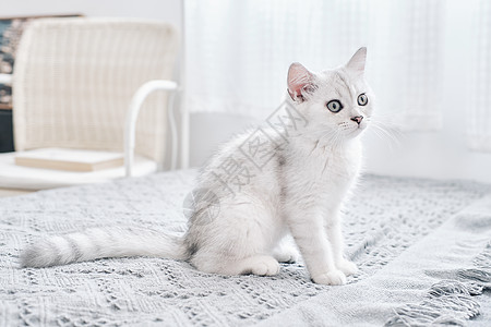 地毯上居家白色地毯背景上可爱的白色猫咪白猫背景