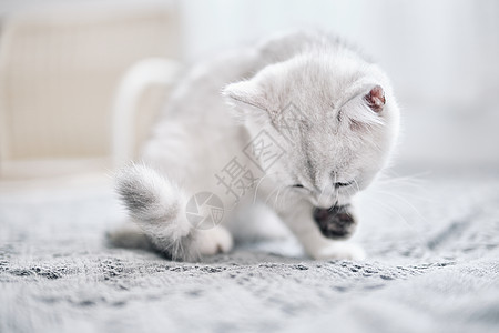 在床上玩耍的可爱银渐层宠物猫图片