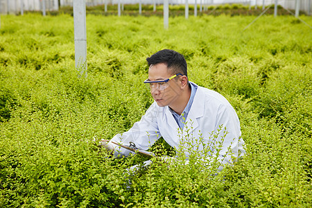 大棚内研究观察的农业培育科学家图片