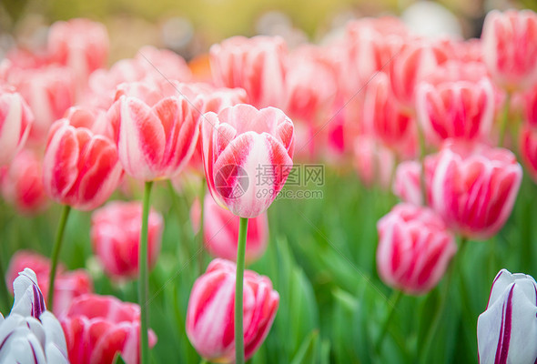 郁金香花海高清图库