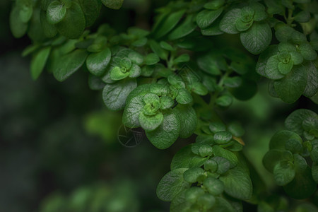 绿色植物嫩绿的冷水花高清图片