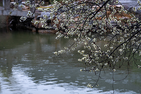 春雨下的梅花背景图片