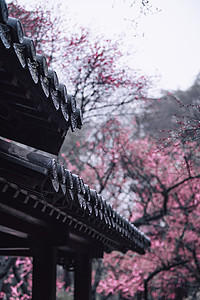 南京雨花台梅岗春天的梅花高清图片