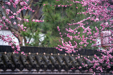 武汉沙湖公园春天的梅花图片