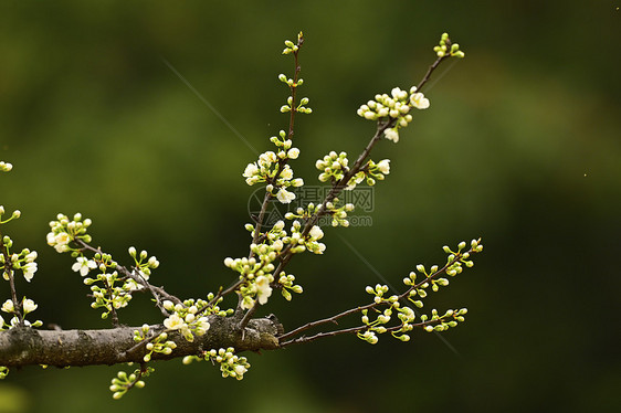 春天发芽含苞待放的鲜花图片