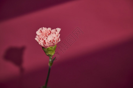 教师节康乃馨鲜花花卉康乃馨洋红色背景背景