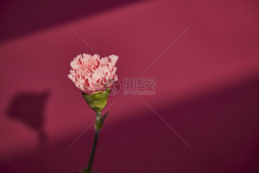 鲜花花卉康乃馨洋红色背景图片