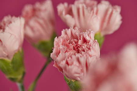 洋红色康乃馨背景素材背景图片