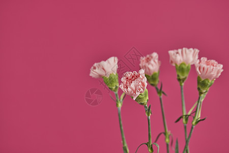 妇女节自然植物花卉康乃馨流行色背景背景图片