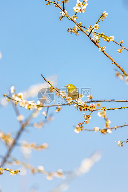 梅花树上的报春岛图片