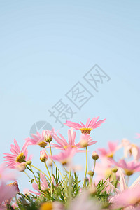 春天唯美浪漫的小雏菊花堆图片