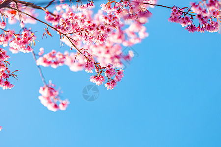 唯美浪漫的粉色樱花图片
