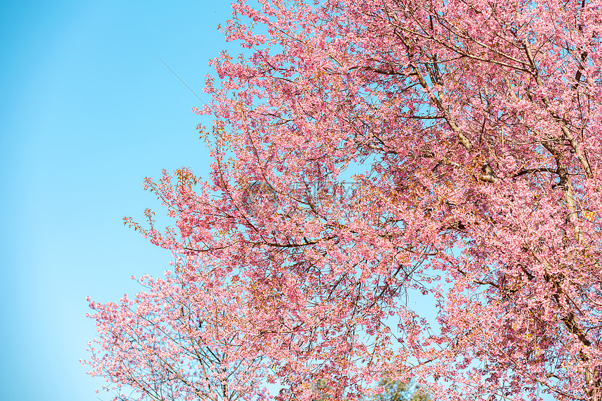 蓝天下唯美浪漫的粉色樱花图片