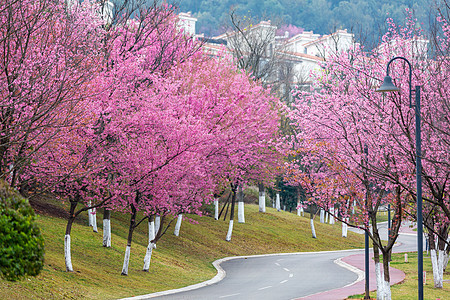 唯美浪漫的粉色樱花大道图片