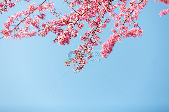 蓝色天空下唯美浪漫的粉色樱花图片