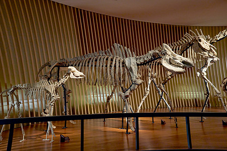 室内一角模型上海自然博物馆动物骨架模型背景