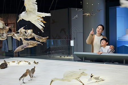 妈妈和儿子参观飞禽走兽标本图片