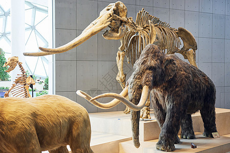 上海自然博物馆动物骨骼模型图片