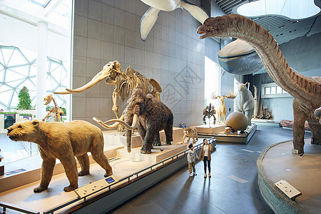 生物自然博物馆里的动物世界背景