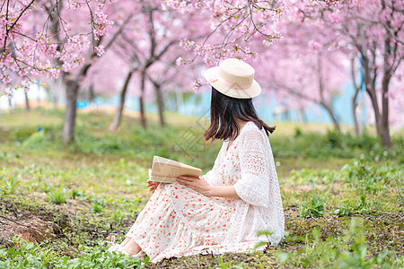 牵手背影,春天樱花树下看书阅读的女生背影背景