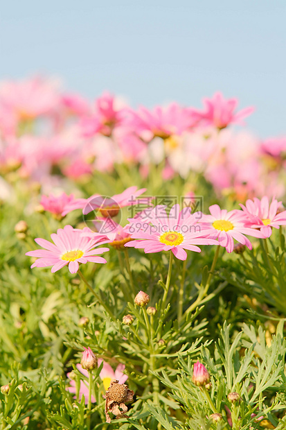 春天颜色各异的清新大气小雏菊花图片