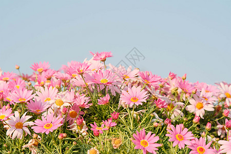 蓝色大气背景春天颜色各异的清新大气小雏菊花背景