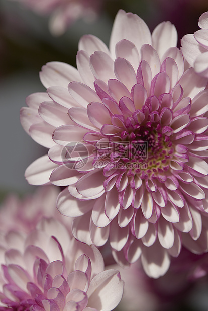 唯美鲜花特写非洲菊图片