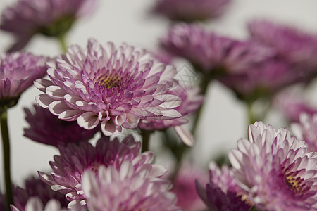 唯美鲜花特写非洲菊图片