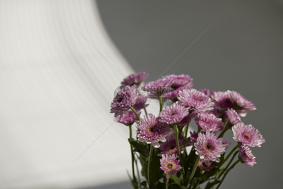 唯美鲜花特写非洲菊图片