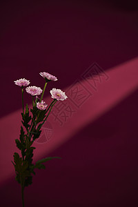 鲜花菊科非洲菊背景图片