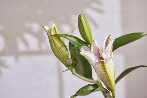 光影背景半开的百合花图片