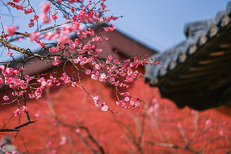 古建筑红墙前盛开的红梅花背景