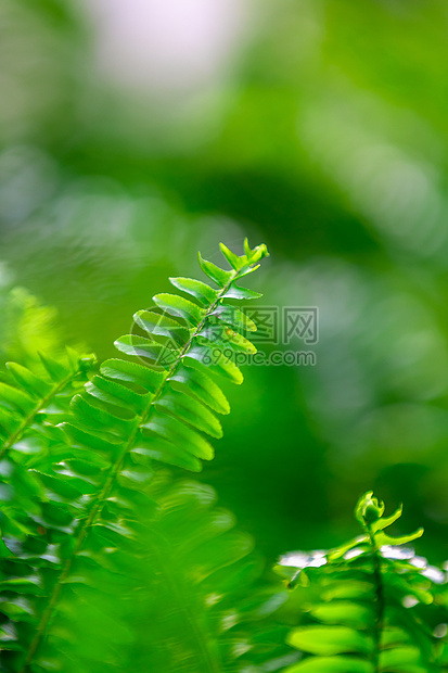 春天绿色植物叶子春天感觉图片