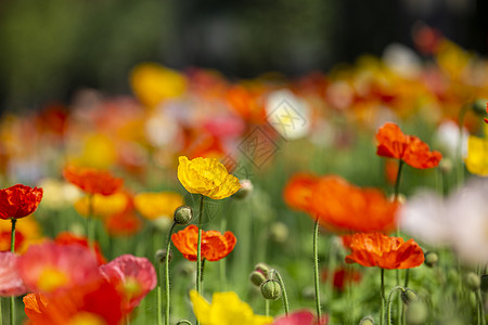 暖春手写毛笔字春天的花虞美人盛开背景